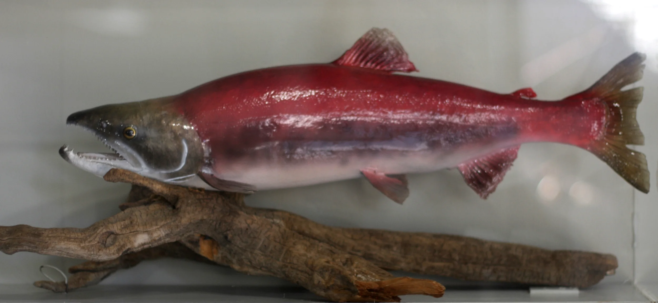 We’ve come a long way since this fish, Lonesome Larry, was the only sockeye salmon to return to Idaho in 1992. But release of a federal sockeye recovery plan today shows how very far we still have to go to recover sockeye. The plan places a huge emphasis on hatchery production and sets a 50- to 100-year recovery time frame while essentially ignoring the lethal impacts of dams on the lower Snake and Columbia rivers. (Photo by Greg Stahl)