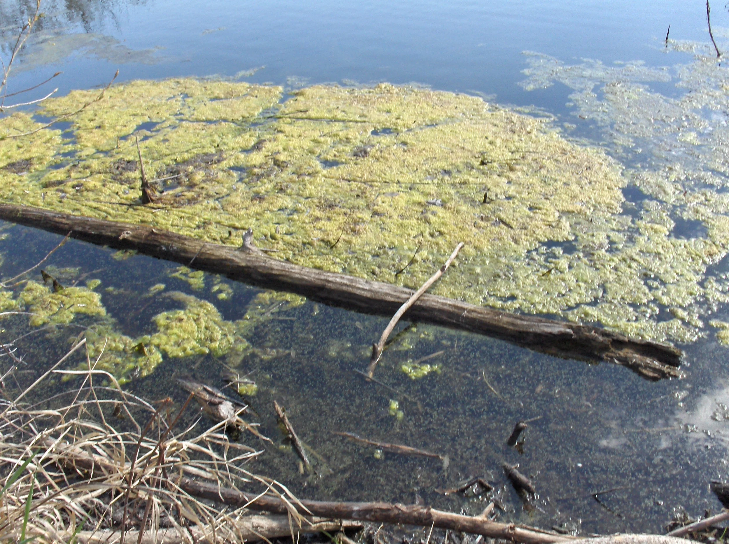 Phosphorous pollution in the Boise River.