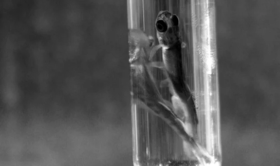 Idaho's coho salmon, pictured here as fry, were declared extinct in 1986. With a strong ruling from a federal judge on Aug. 2, there is still a distinct opportunity work to prevent extinction and facilitate recovery of wild stocks of upper Snake River basin chinook and sockeye salmon and steelhead. (Photo by Greg Stahl)