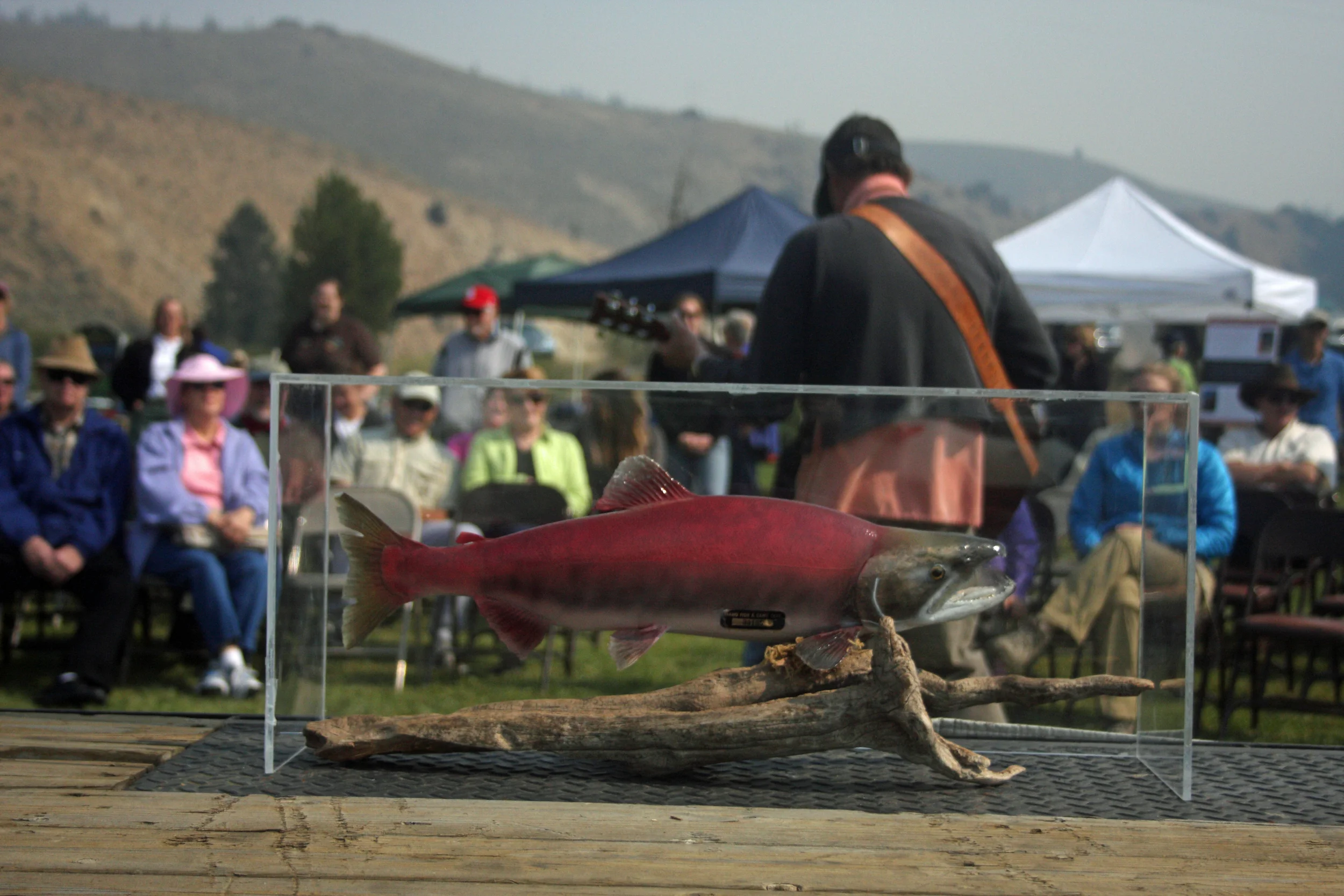 Lonesome Larry, the lone Idaho sockeye that returned to Idaho 1992, has been mounted and hangs on the wall at the MK Nature Center in Boise. Then as now, sockeye salmon are in trouble, and dams on the Snake and Columbia rivers are primarily to blame (Photo by Greg Stahl)