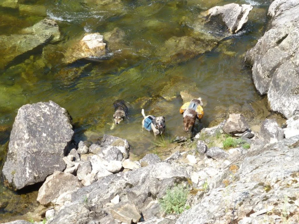 Dogs enjoying the clean water of the South Fork of the Salmon River. Photo by Nathan Stewart.