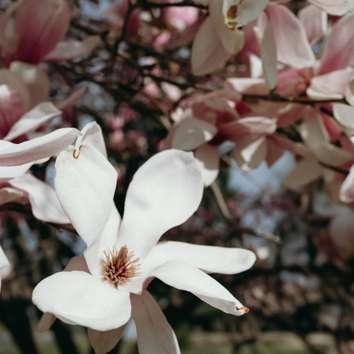 White flowers in springtime