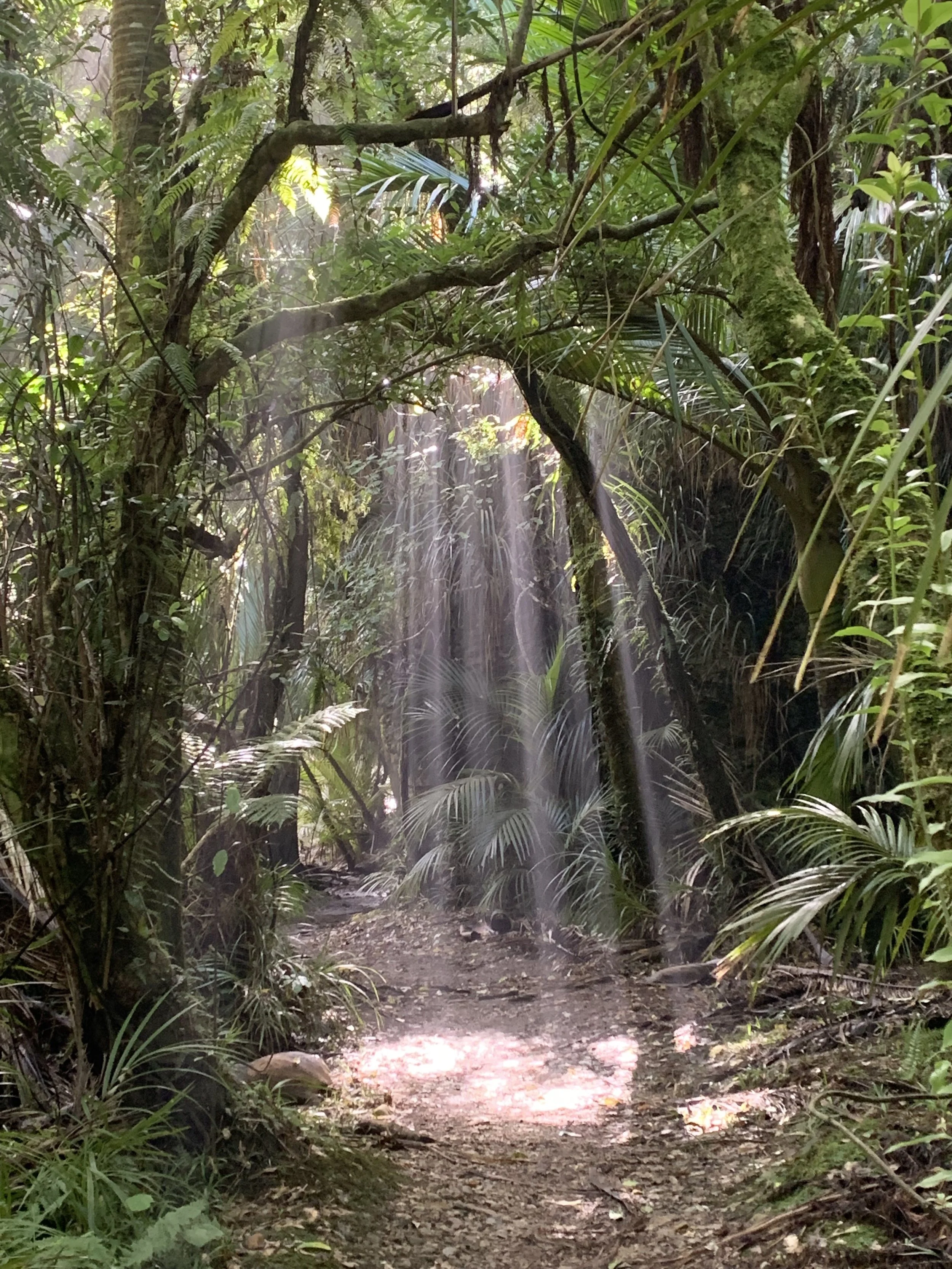 WEATHER ON THE HEAPHY TRACK