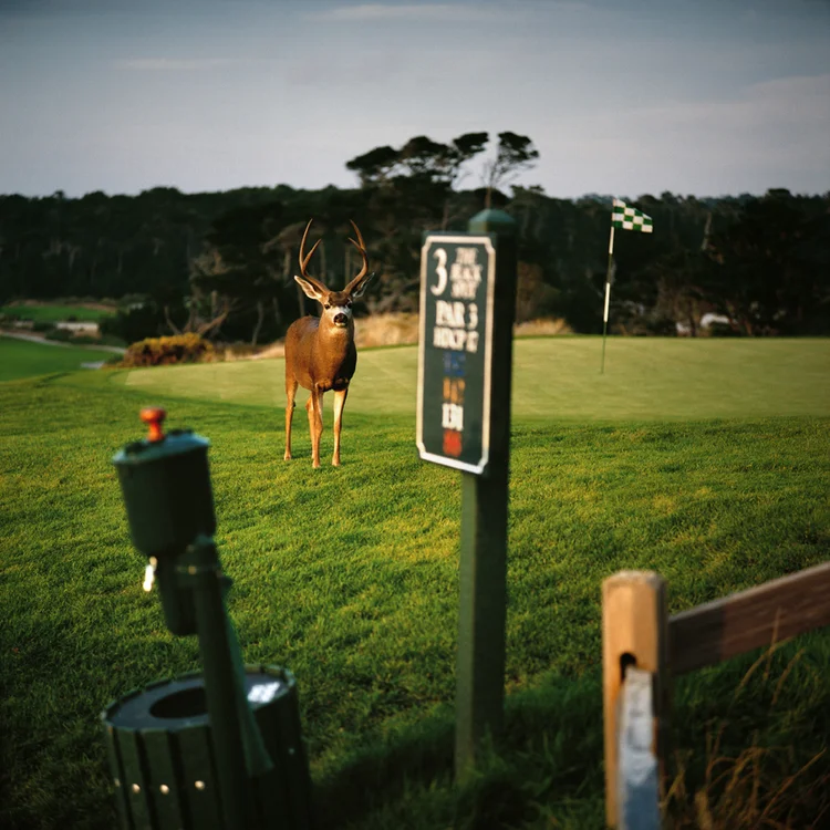 KN 4. LOST BALLS - Blacktail Deer in Rutt on Golf Course.jpg