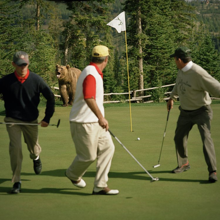 KN 29. LOST BALLS - Grizzly Bear on Golf Course. Montana. Full MR-PR Release.jpg