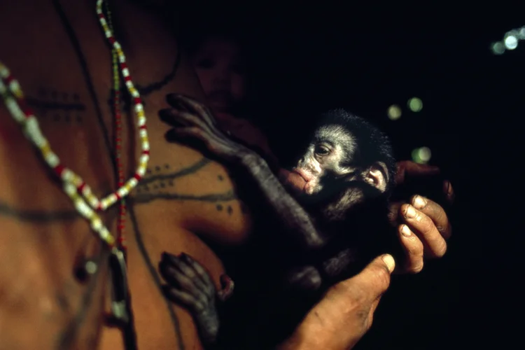 8MS monkey suckling.jpg