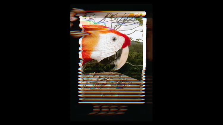Recipes for the Mind — Macaw