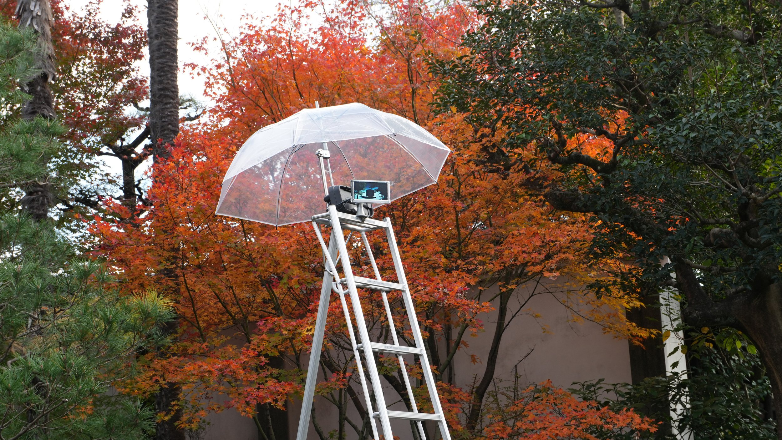 Ladder.Top.Video.DSC03345.jpg