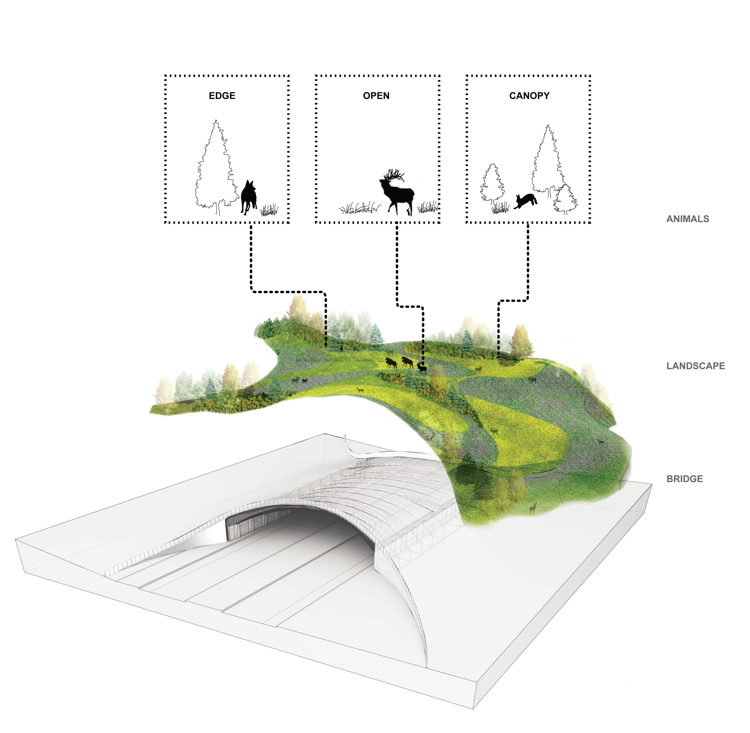 BA_ARC Wildlife Crossing_Animal Diagram.jpg