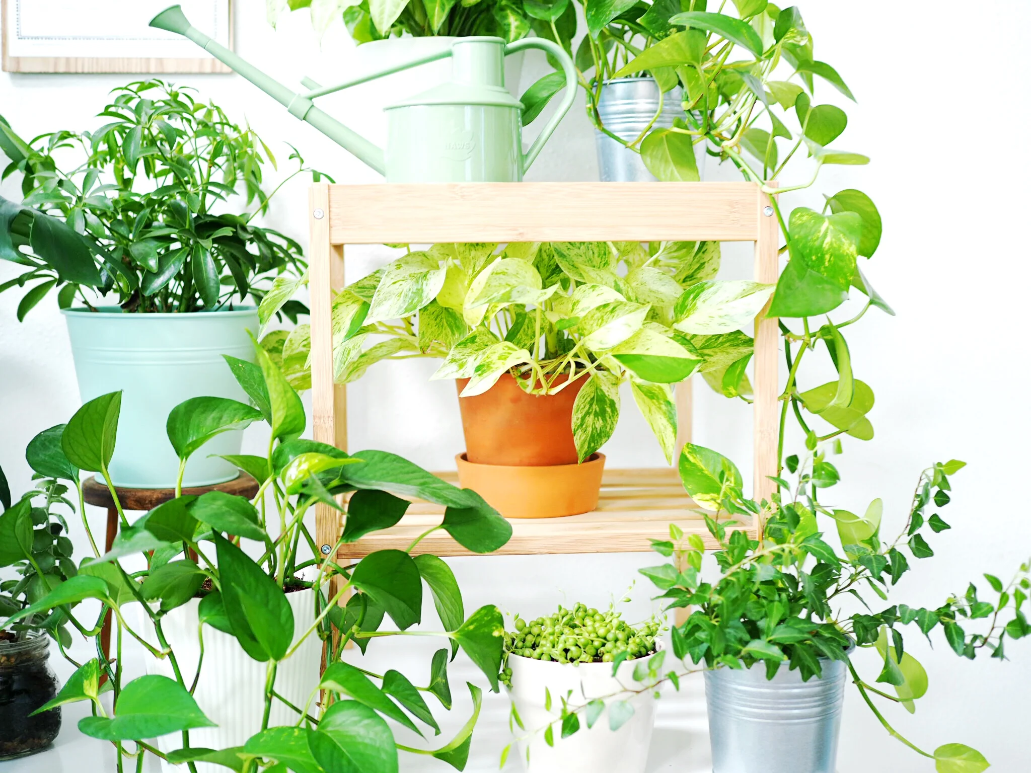Paper Craft Pantry Plant Care Guide + Watering Schedule For House Plants