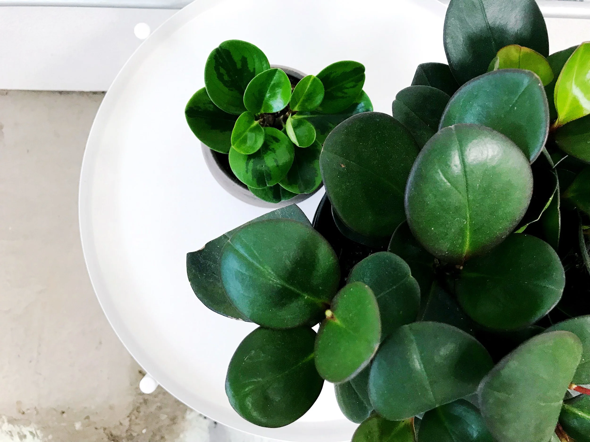 The Paper + Craft Pantry Blog Round Up of Best Indoor Plants
