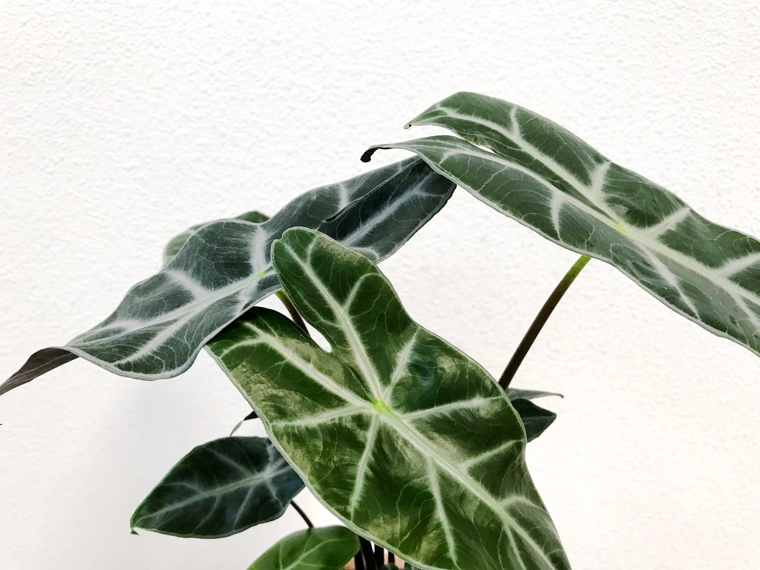 The Paper + Craft Pantry Round Up of Best Unique Indoor House Plants