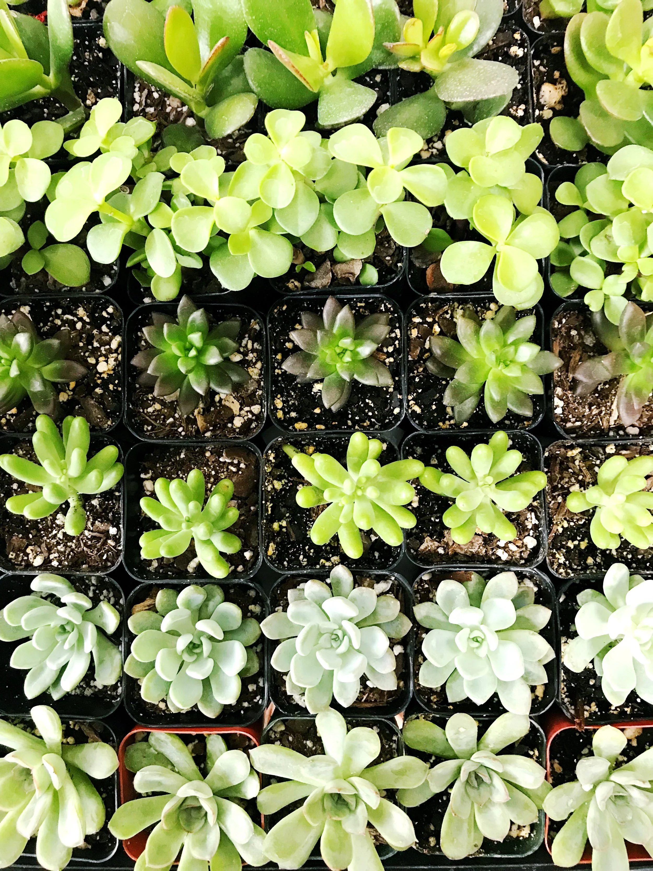 The Paper + Craft Pantry D.I.Y. Blog Summer Succulents