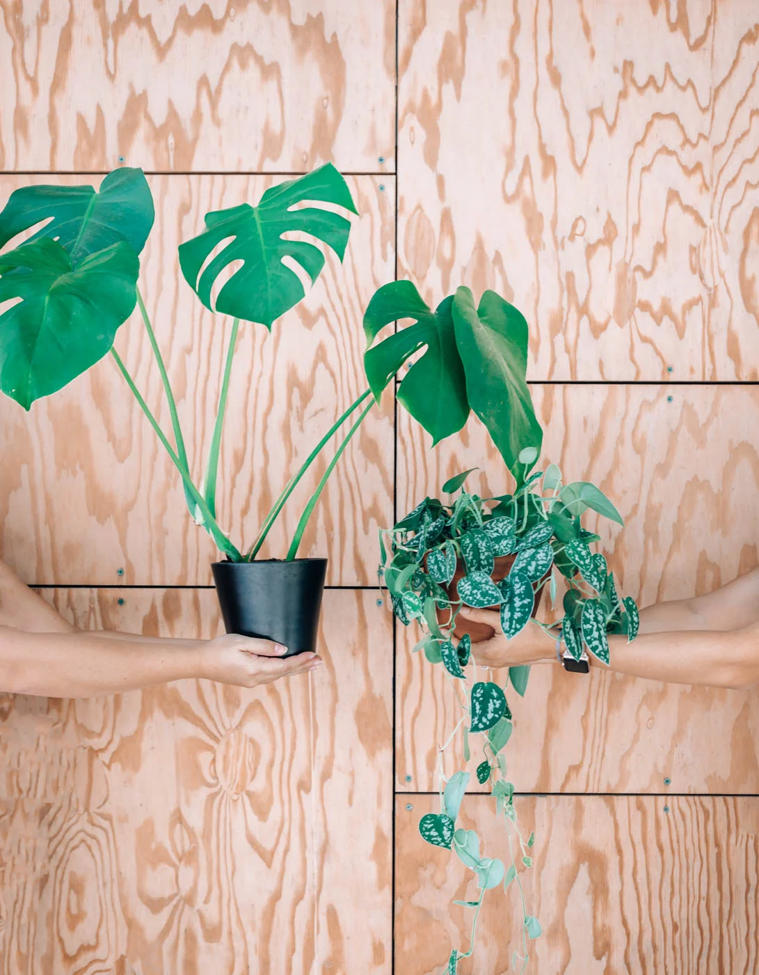 papercraftpantry-community-event-plant-swap-party.jpg