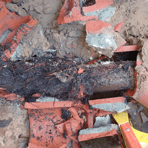 Root Invasion of a Clay Sewer Pipe