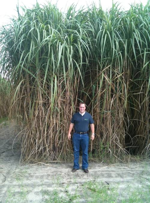 David Walker Jr. with mature Sweet Sorghum from The University of Florida