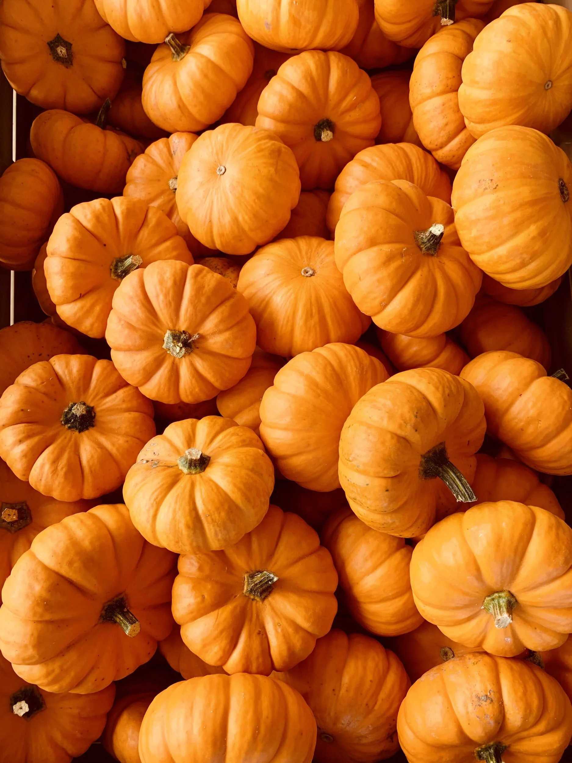 Sew a Giant Pumpkin Plushie Workshop