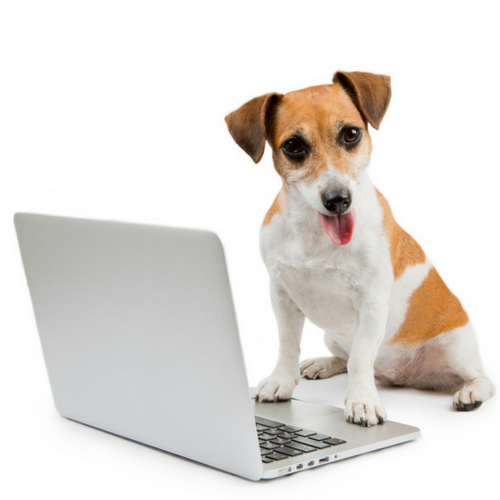 dog at computer.png
