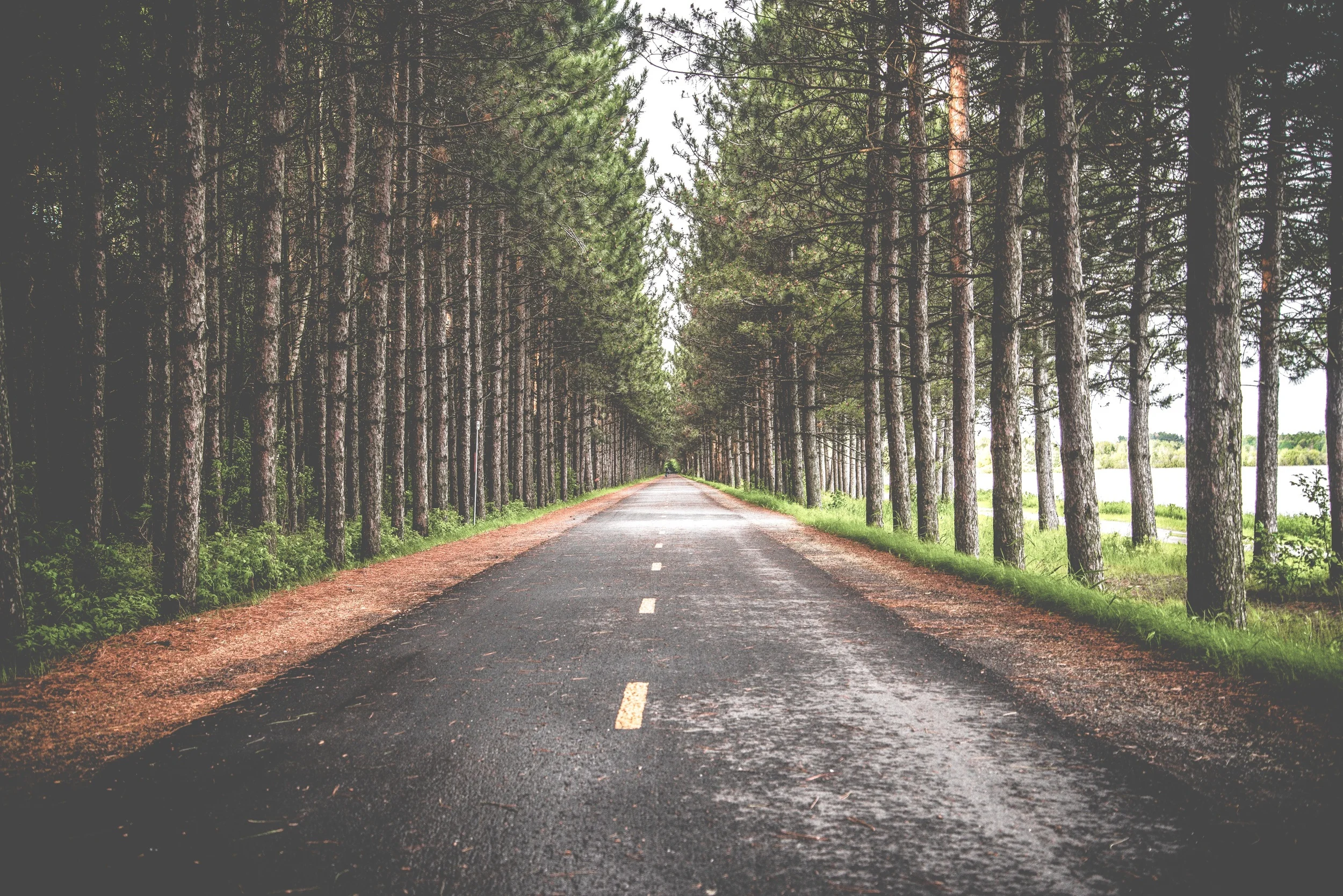 Picture of tree-lined road disappearing into the distance