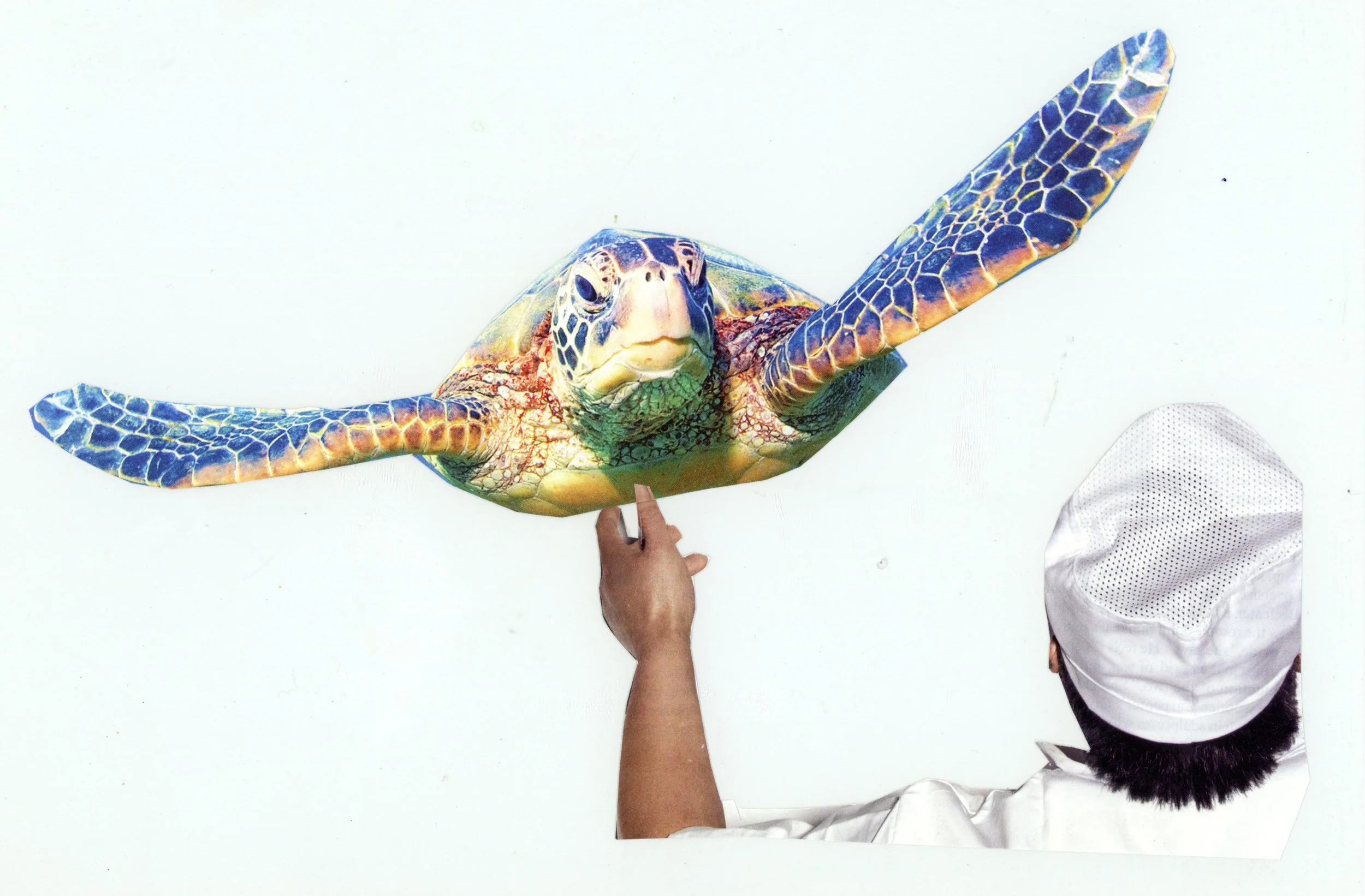 sea turtle copy.jpg
