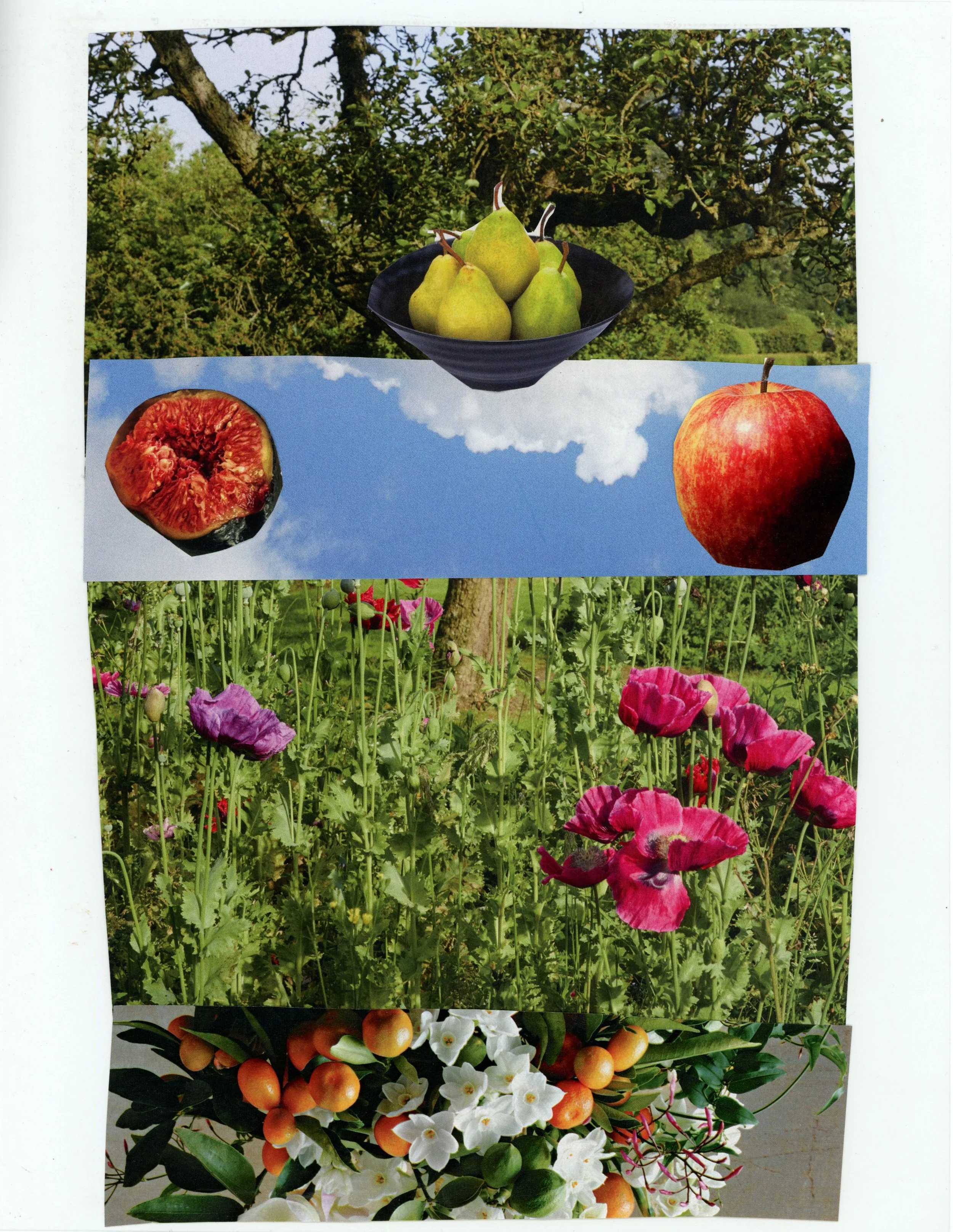 fruit garden copy.jpg