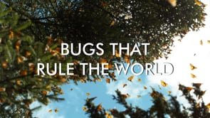 bugs_that_rule_the_world_series_preview_pbs.mp4