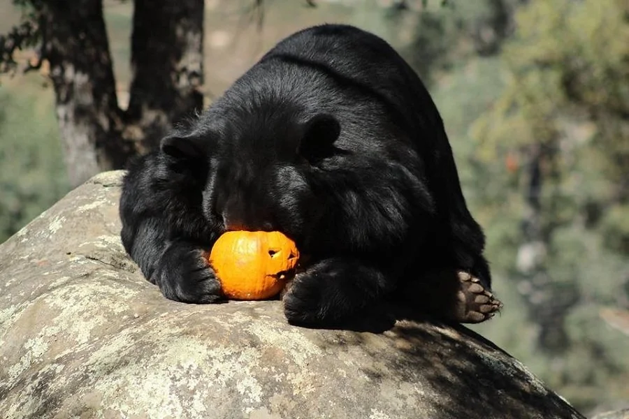 bearwithpumpkin.jpg