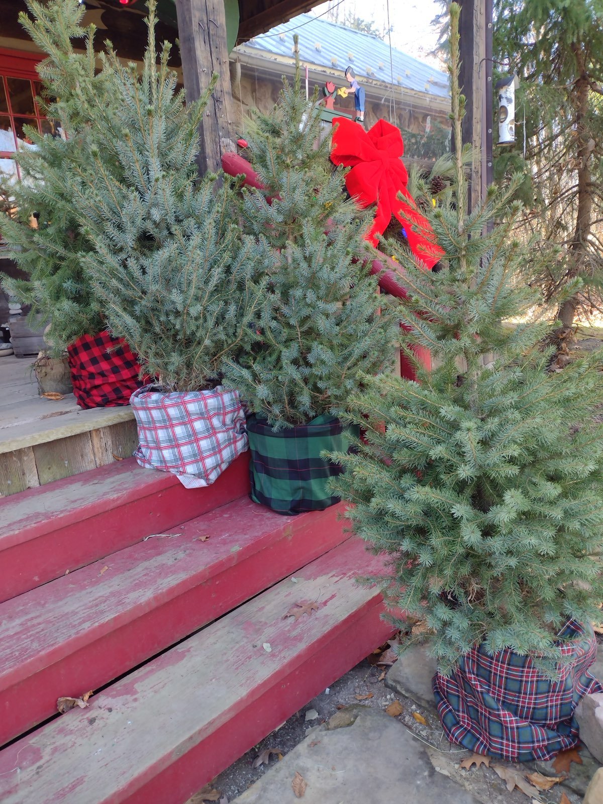 happytree2.jpg