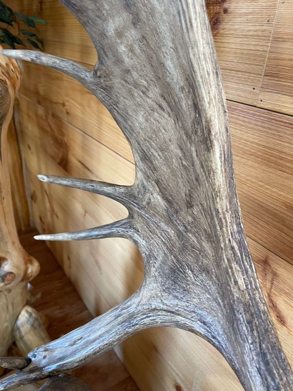 Antler Floor Lamps