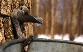 maple syrup tap.jpg