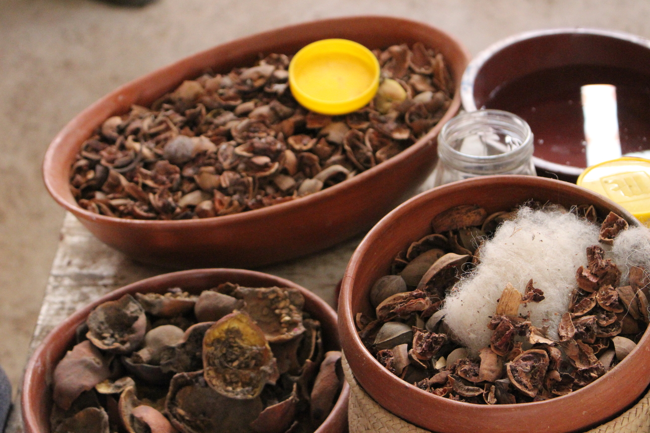 Cochineal shells. Photo - KeapSake