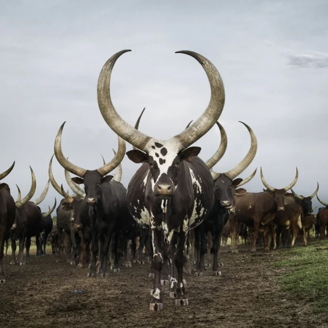 naude_ankole_03-638x638.jpg