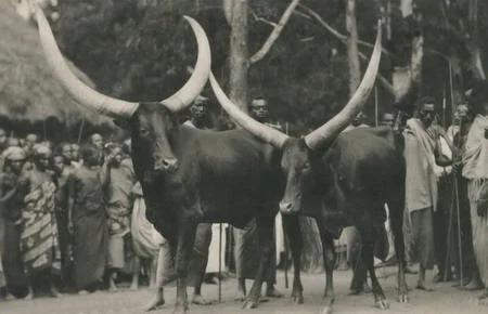 Ankole cow Black and white.jpg