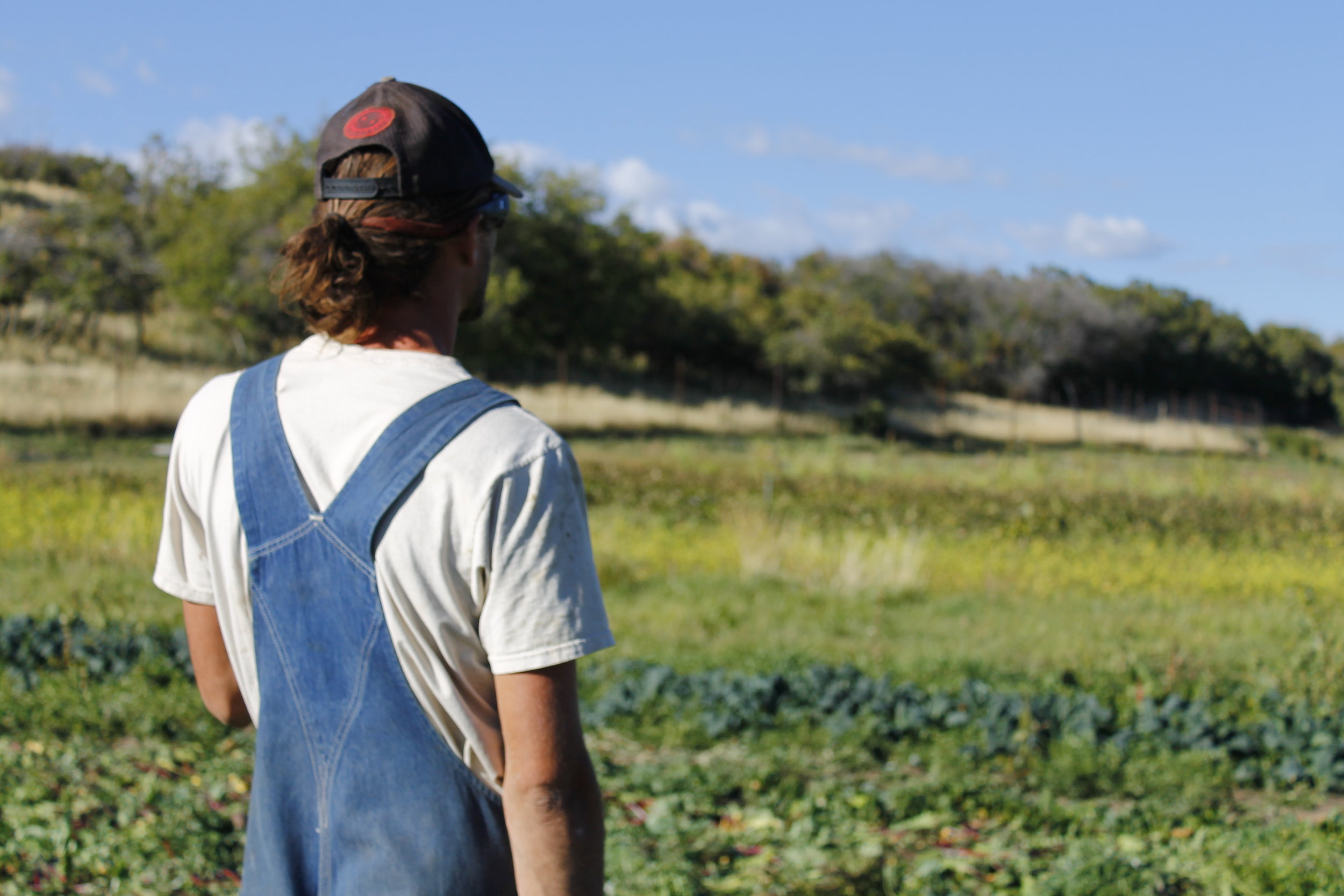   Hard Fought Success in the High Country  Fields to Plate Produce 