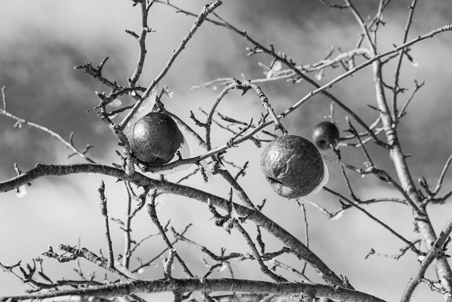 Monroe, Maine // the last of the frozen Fuji apples holding on @hoopersorchard