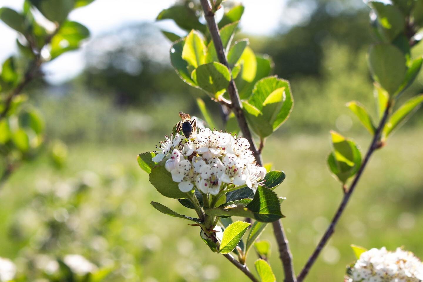 Pownal, Maine // a moment of pollination in the orchards @portersfield_cider 
#pollination #cider #slowfood