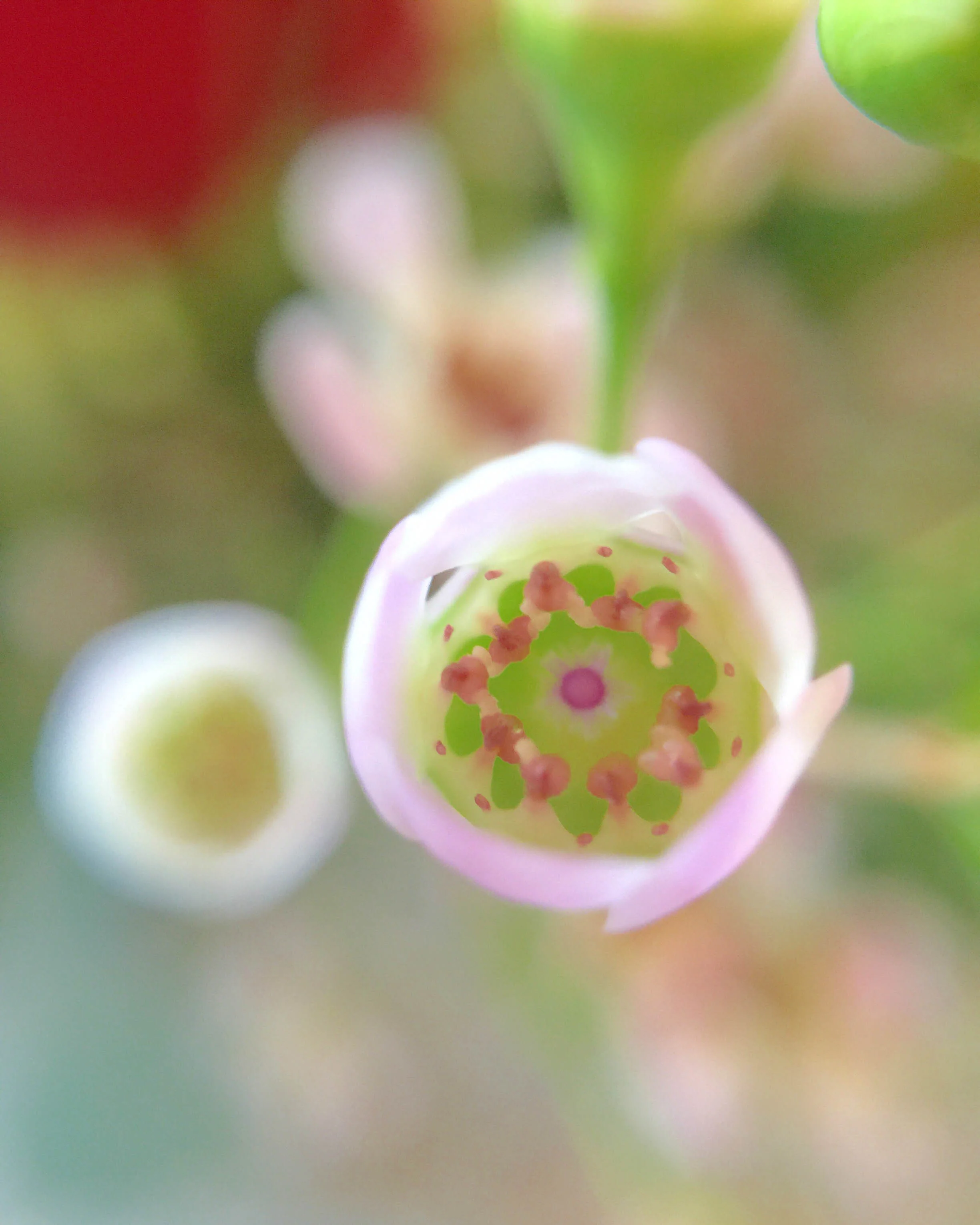 flowers-5.jpg