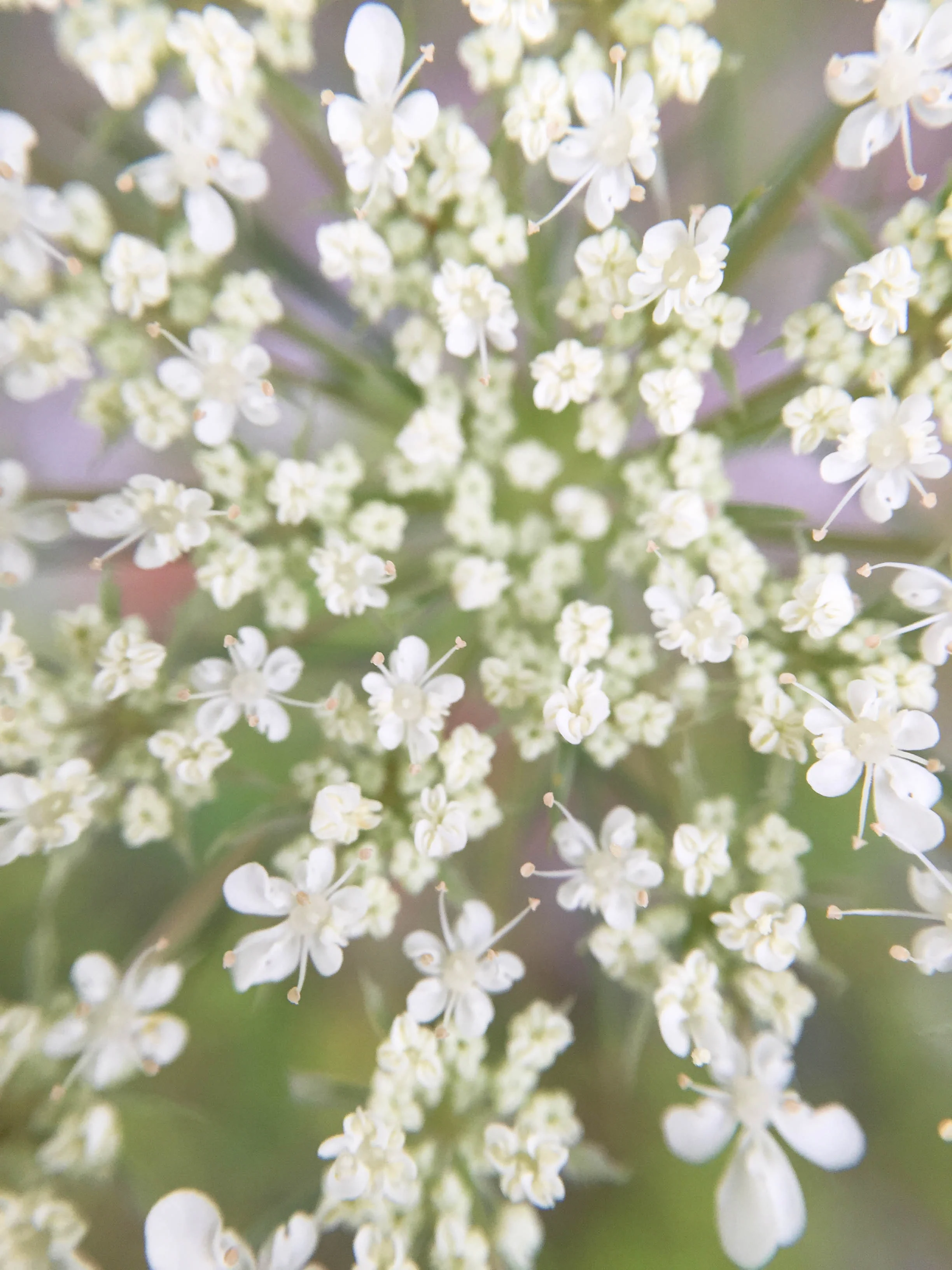 flowers-9.jpg