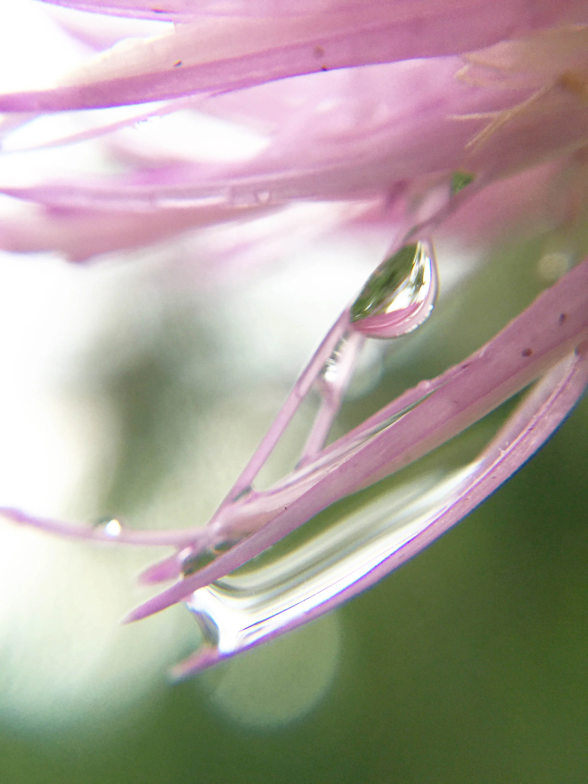 flowers-33.jpg