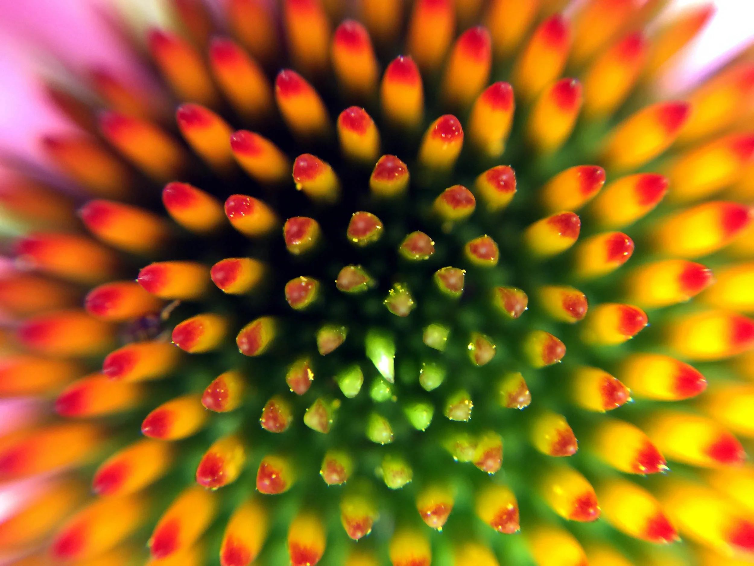 flowers.jpg