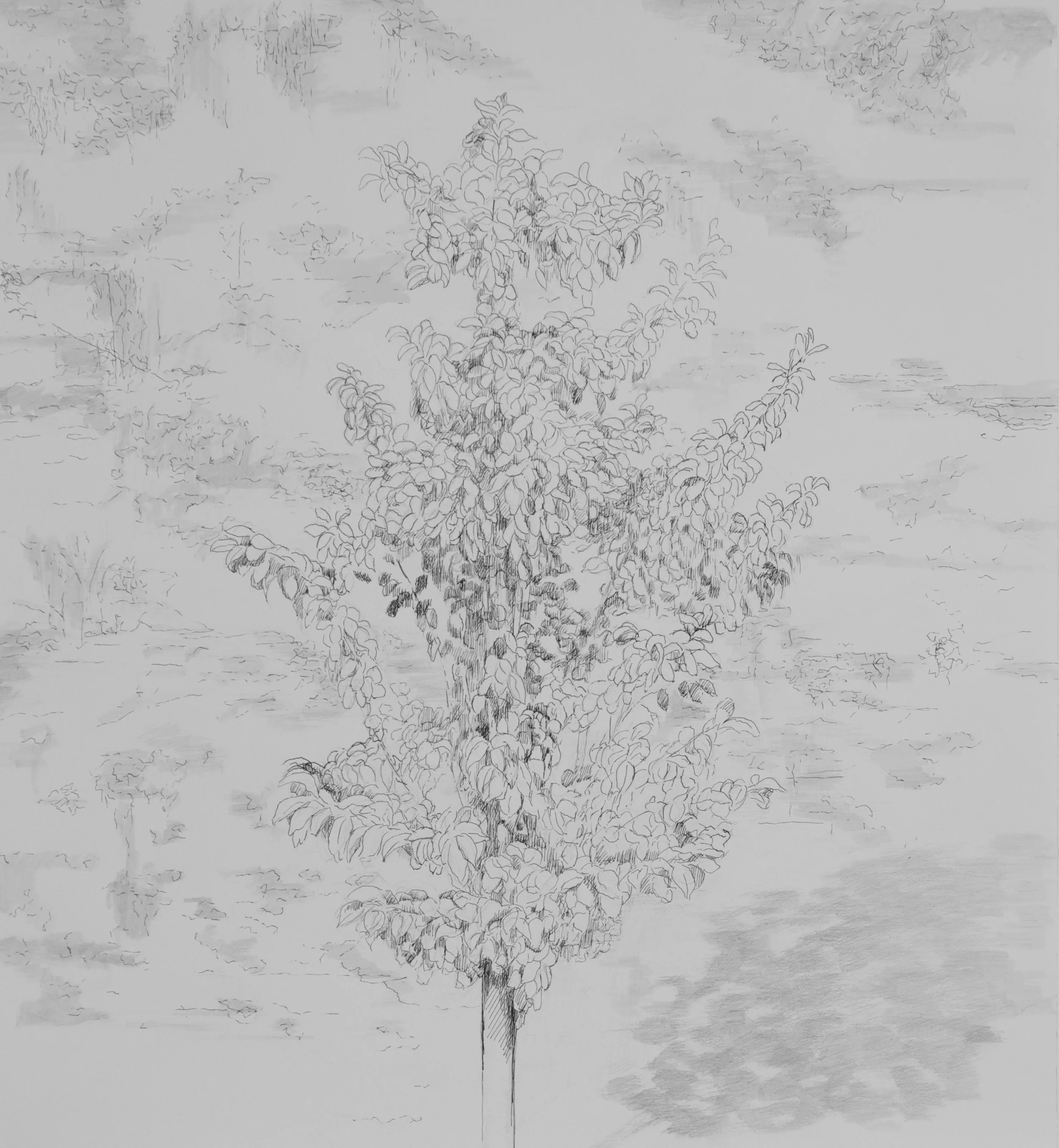 "Pear Tree"