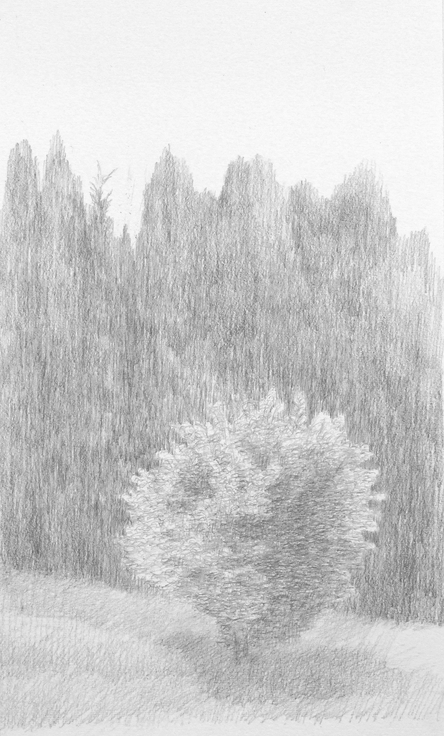 "Olive Tree"