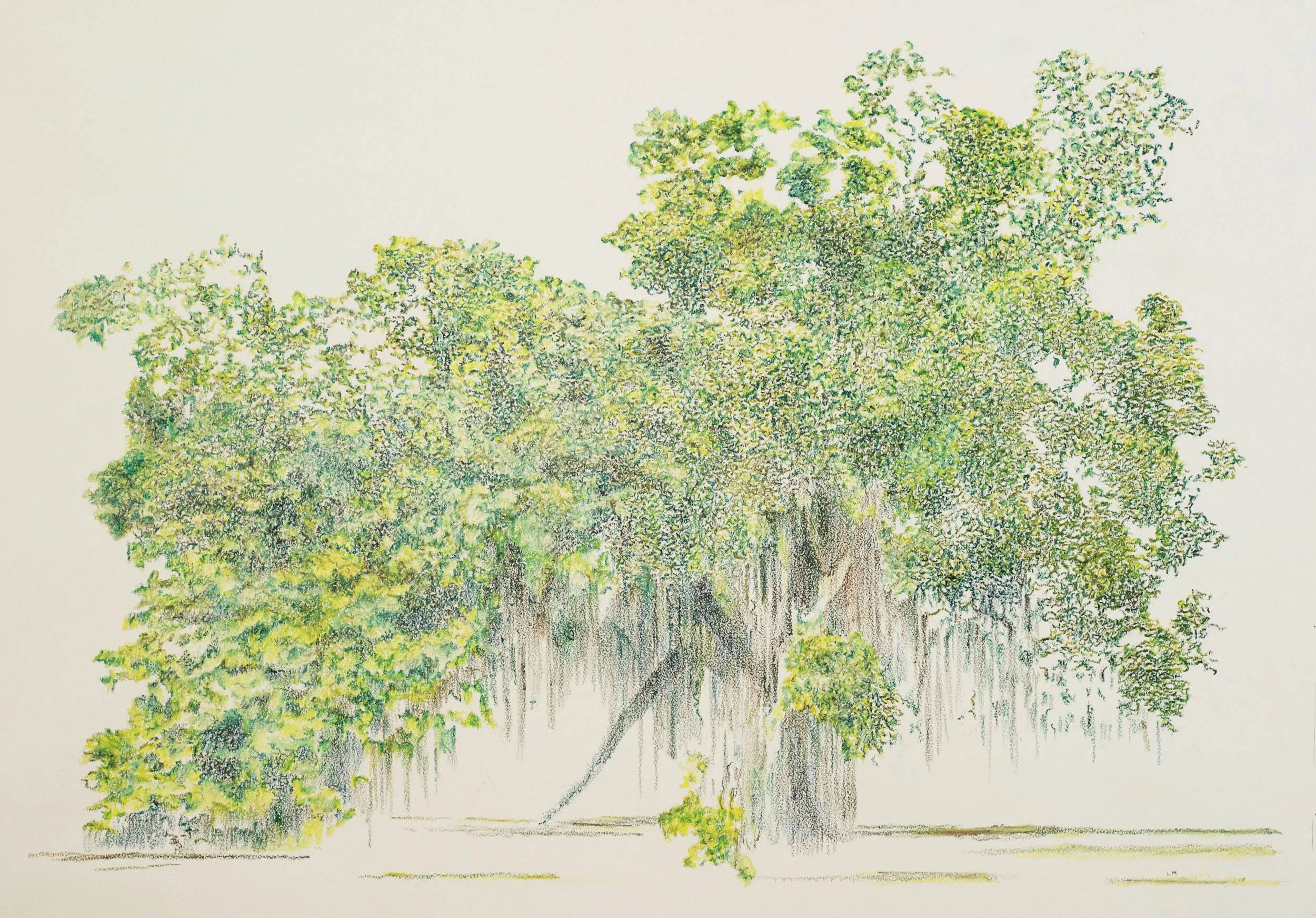 Live Oak