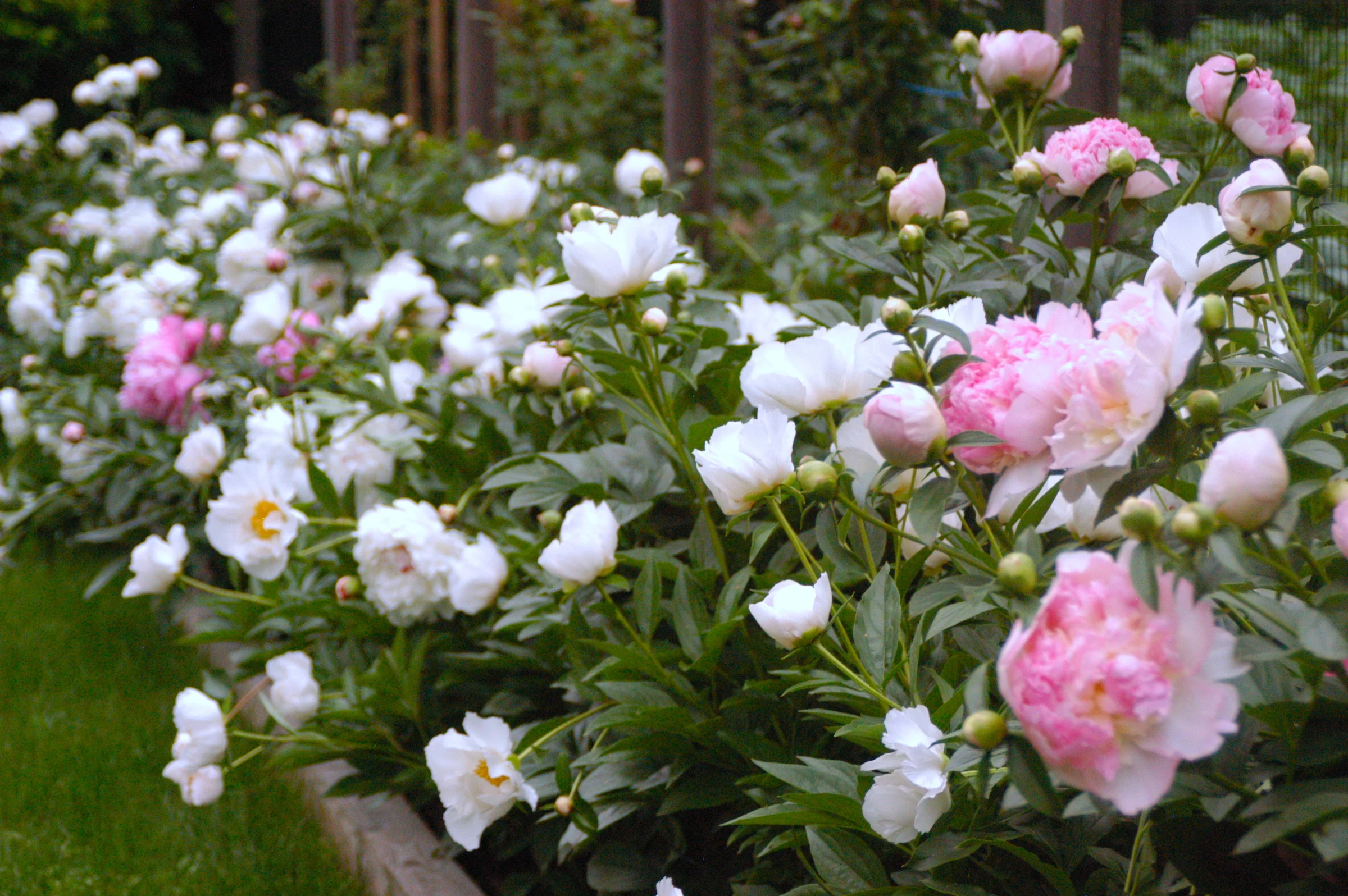 Weston Paeony Cutting Garden.JPG