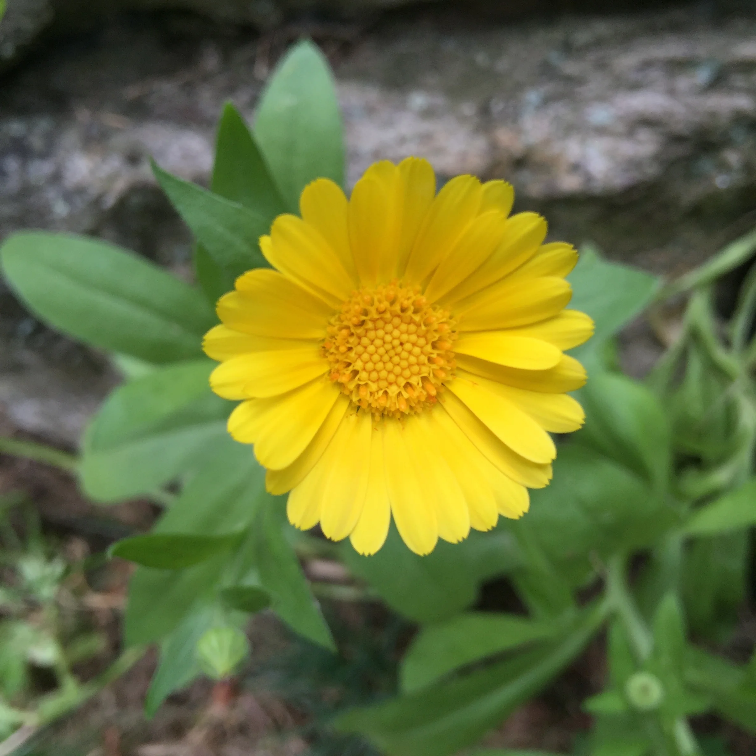 calendula.JPG