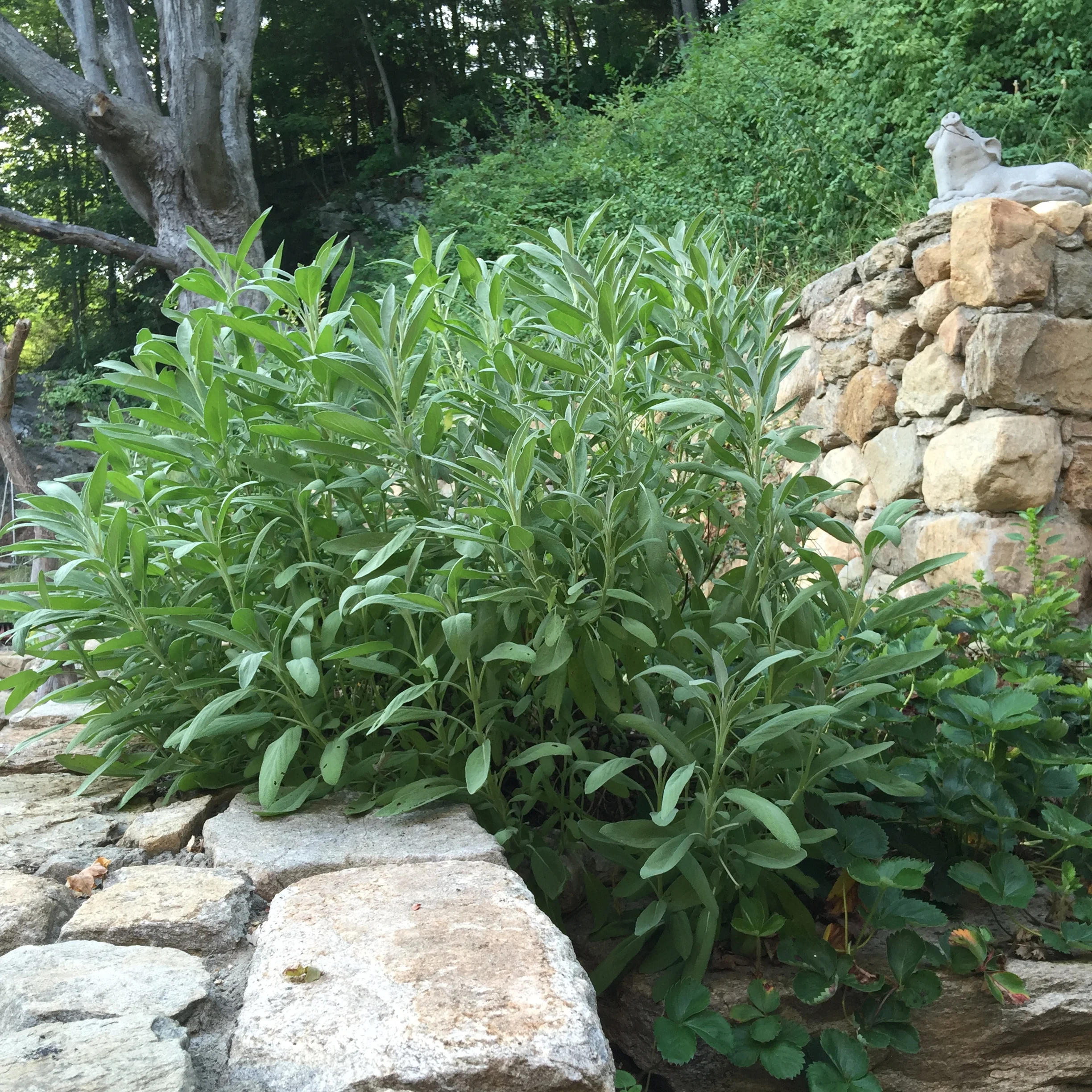 sage plant our house.JPG