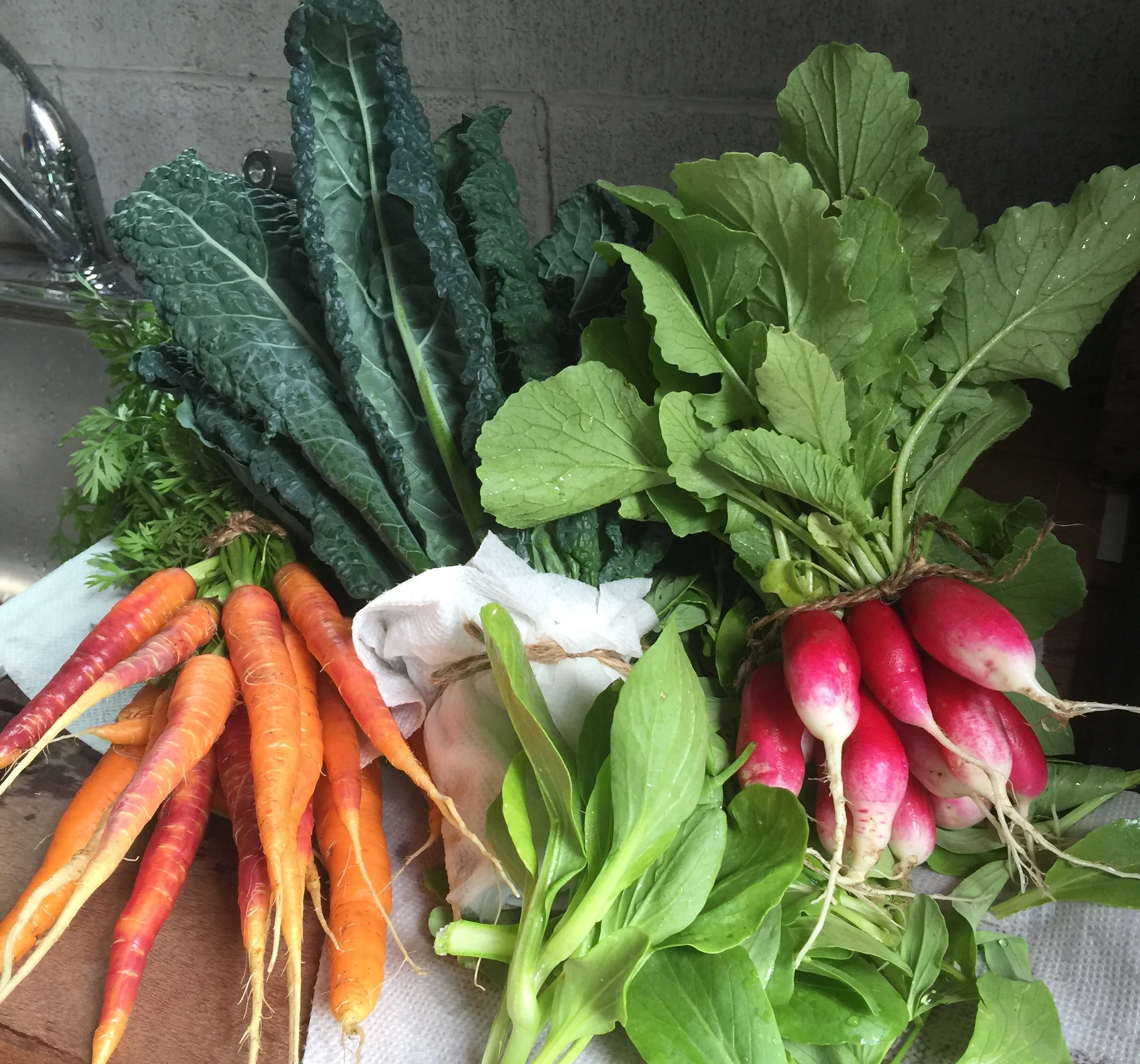 carrots and radishes cropped.JPG