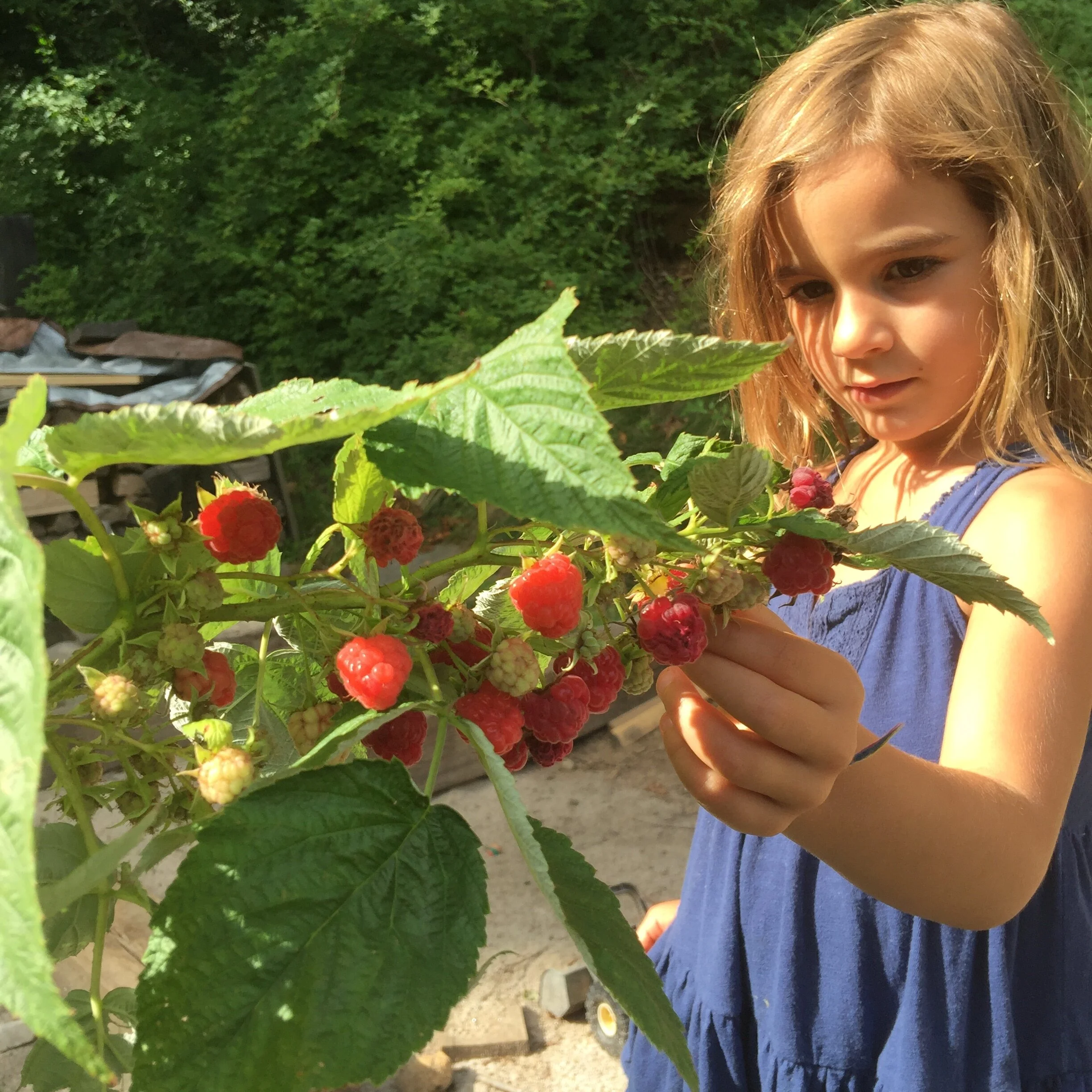 mabel raspberries.JPG