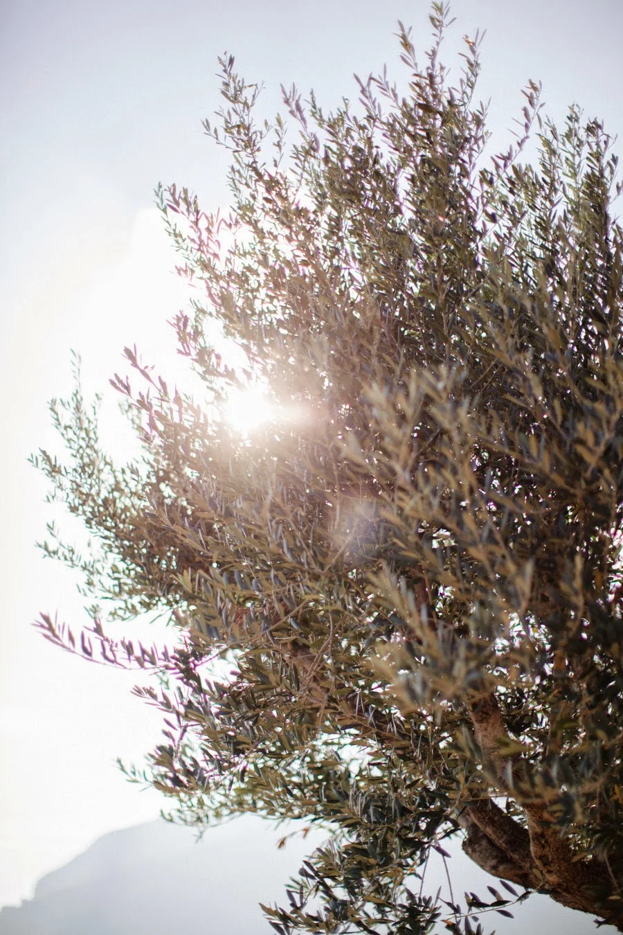 olive tree.jpg