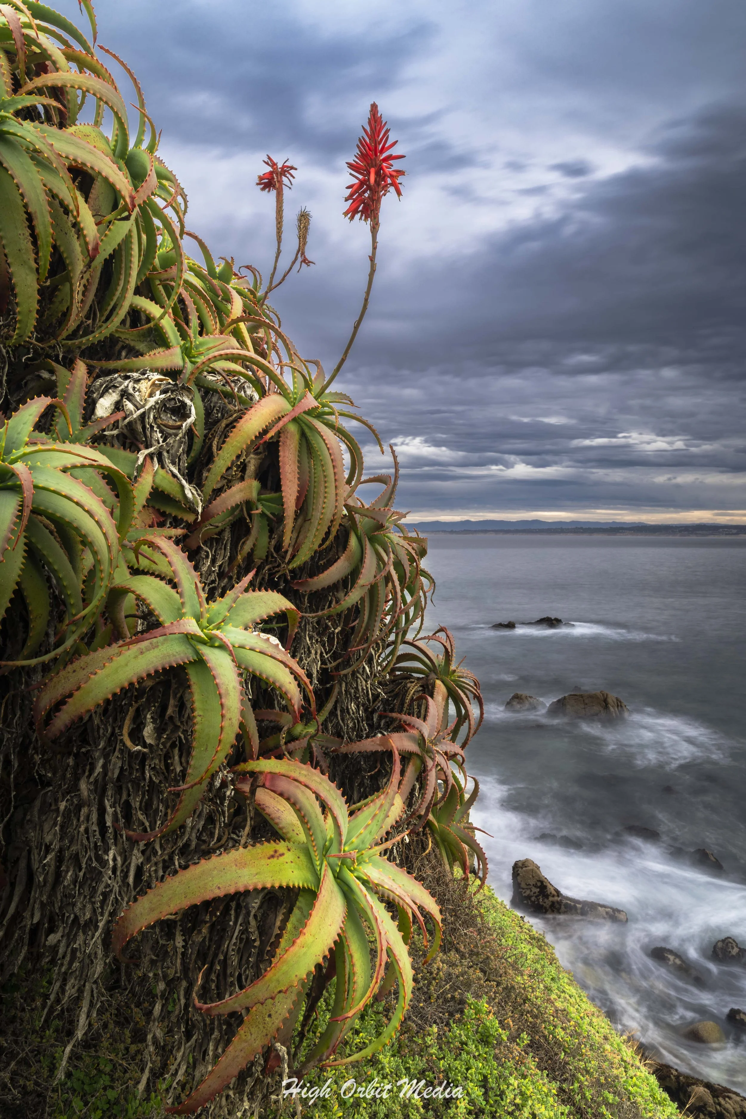 Candelabra Aloe Grove.jpg